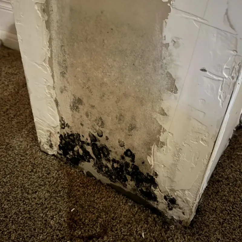 Professional Mold Removal in Middlesex County, VA